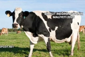 Bir Süt İneğinin Günlük Maliyeti 2025