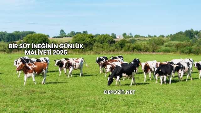 Bir Süt İneğinin Günlük Maliyeti 2025