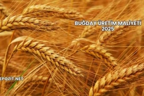 Buğday Üretim Maliyeti 2025