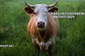 Büyükbaş Hayvan Bakım Maliyeti 2025