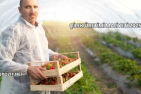 Çilek Üretimi Maliyeti 2025