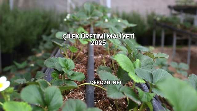 Çilek Üretimi Maliyeti 2025