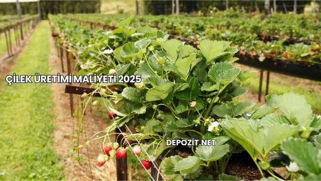 Çilek Üretimi Maliyeti 2025