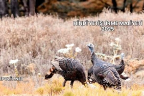 Hindi Yetiştirme Maliyeti 2025