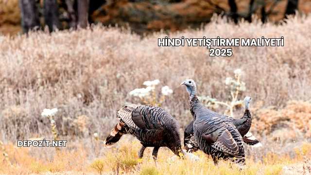 Hindi Yetiştirme Maliyeti 2025