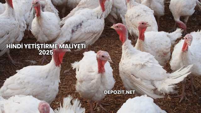 Hindi Yetiştirme Maliyeti 2025