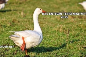 Kaz Entegre Tesisi Maliyeti 2025