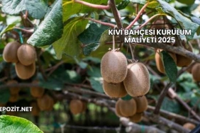 Kivi Bahçesi Kurulum Maliyeti 2025