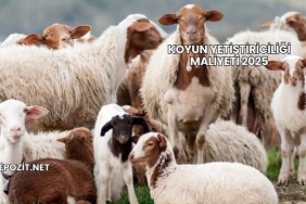 Koyun Yetiştiriciliği Maliyeti 2025