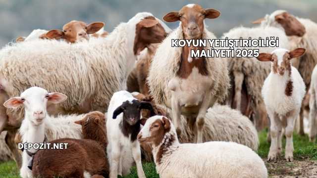 Koyun Yetiştiriciliği Maliyeti 2025