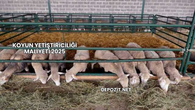 Koyun Yetiştiriciliği Maliyeti 2025