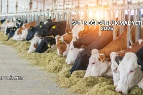 Süt İneği Günlük Maliyeti 2025