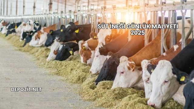 Süt İneği Günlük Maliyeti 2025