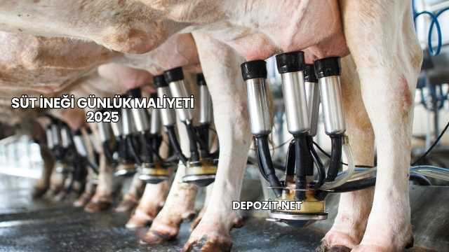 Süt İneği Günlük Maliyeti 2025