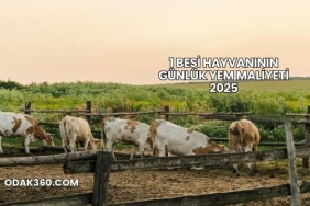 1 Besi Hayvanının Günlük Yem Maliyeti 2025