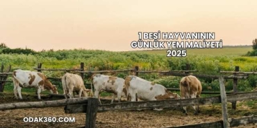 1 Besi Hayvanının Günlük Yem Maliyeti 2025