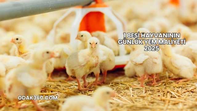 1 Besi Hayvanının Günlük Yem Maliyeti 2025