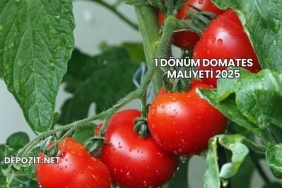 1 Dönüm Domates Maliyeti 2025