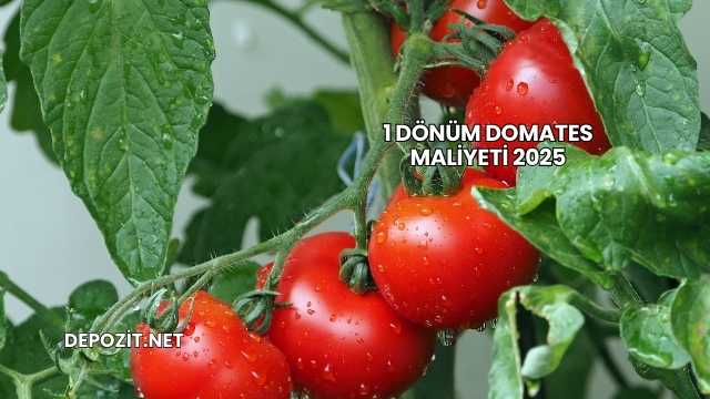 1 Dönüm Domates Maliyeti 2025