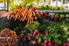 1 Dönüm Pancar Maliyeti 2025
