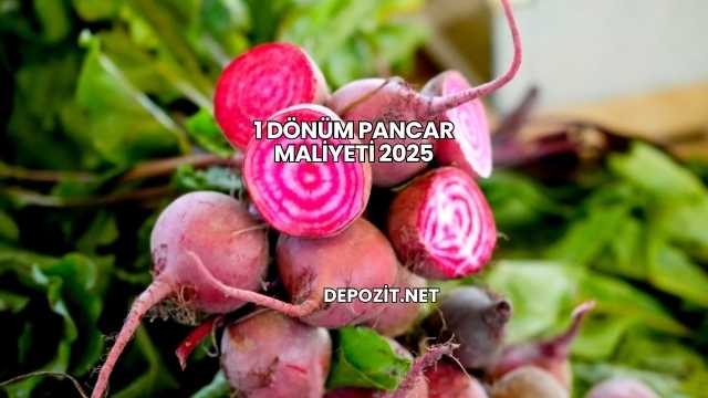 1 Dönüm Pancar Maliyeti 2025