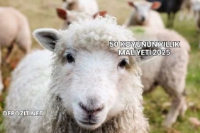 50 Koyunun Yıllık Maliyeti 2025