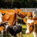 500 Büyükbaş Hayvan Çiftliği Maliyeti 2025