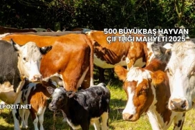 500 Büyükbaş Hayvan Çiftliği Maliyeti 2025