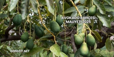 Avokado Bahçesi Maliyeti 2025