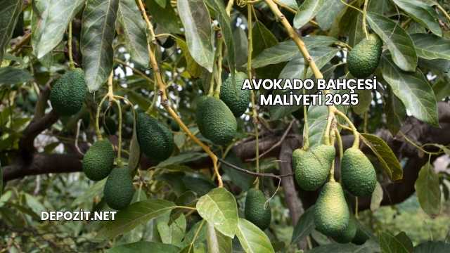 Avokado Bahçesi Maliyeti 2025