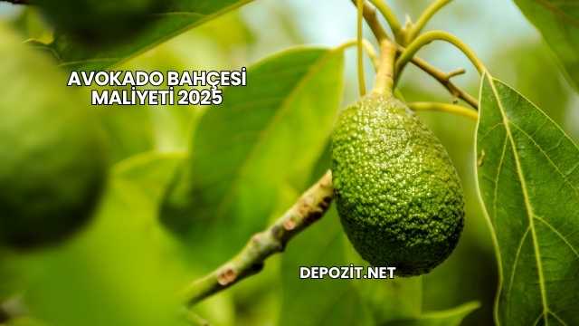 Avokado Bahçesi Maliyeti 2025