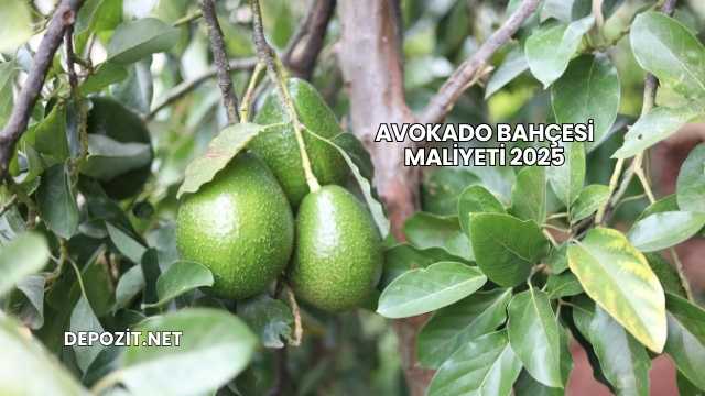 Avokado Bahçesi Maliyeti 2025