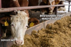 Besi Danası Yem Maliyeti 2025