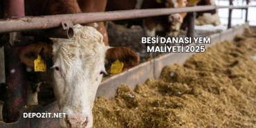 Besi Danası Yem Maliyeti 2025