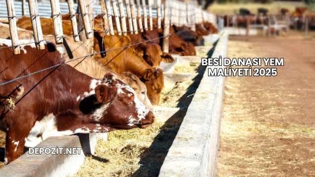 Besi Danası Yem Maliyeti 2025