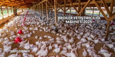 Broiler Yetiştiriciliği Maliyeti 2025