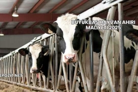 Büyükbaş Hayvan Ahırı Maliyeti 2025