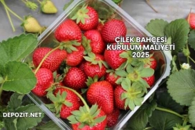 Çilek Bahçesi Kurulum Maliyeti 2025