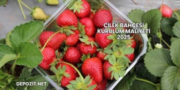 Çilek Bahçesi Kurulum Maliyeti 2025