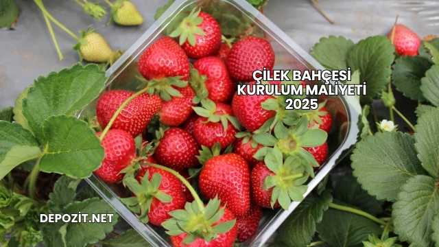Çilek Bahçesi Kurulum Maliyeti 2025