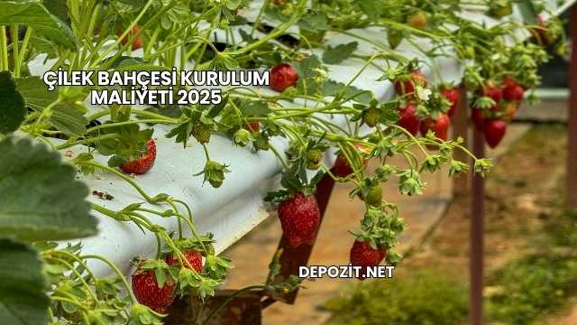 Çilek Bahçesi Kurulum Maliyeti 2025