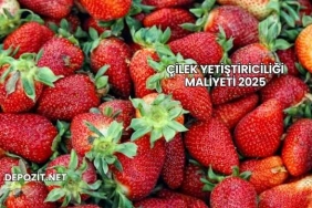 Çilek Yetiştiriciliği Maliyeti 2025