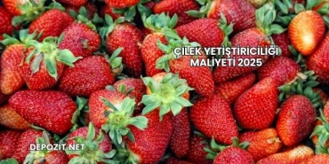 Çilek Yetiştiriciliği Maliyeti 2025