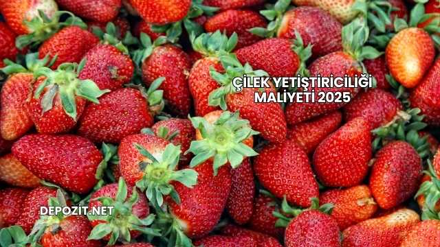 Çilek Yetiştiriciliği Maliyeti 2025