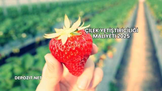 Çilek Yetiştiriciliği Maliyeti 2025