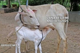 Dana Besleme Maliyeti 2025