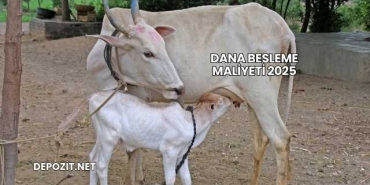 Dana Besleme Maliyeti 2025