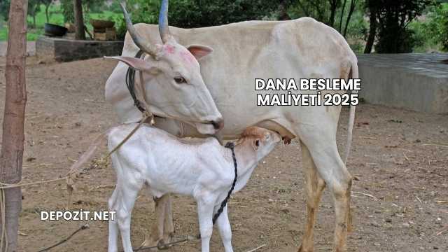 Dana Besleme Maliyeti 2025