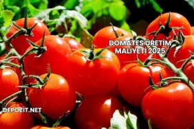 Domates Üretim Maliyeti 2025
