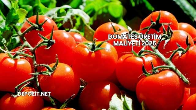 Domates Üretim Maliyeti 2025